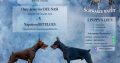 Doberman puppies for sale