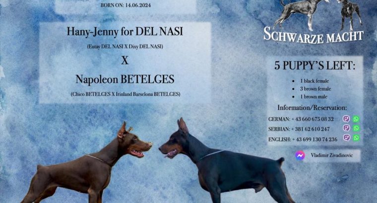 Doberman puppies for sale