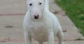 Mini Bull Terrier puppies
