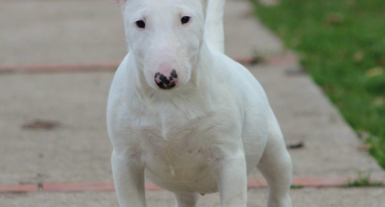 Mini Bull Terrier puppies