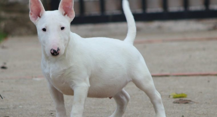 Mini Bull Terrier puppies