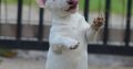 Mini Bull Terrier puppies
