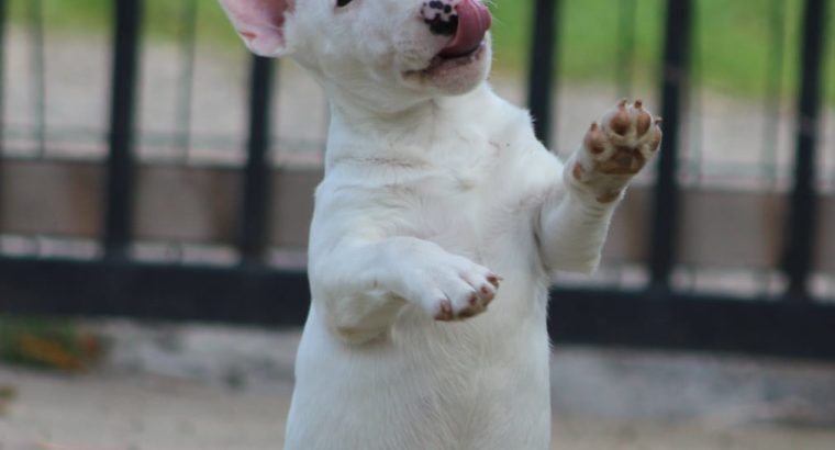 Mini Bull Terrier puppies
