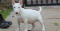 Mini Bull Terrier puppies