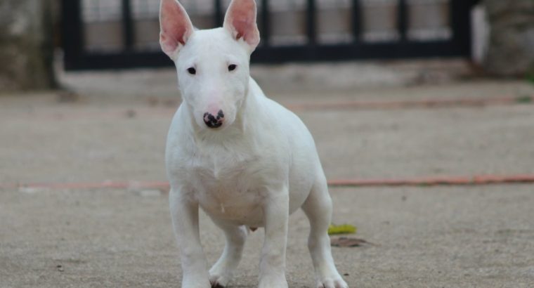 Mini Bull Terrier puppies