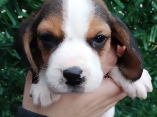 Beagle puppies for sale