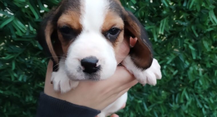 Beagle puppies for sale