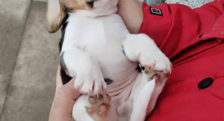 Beagle puppies for sale