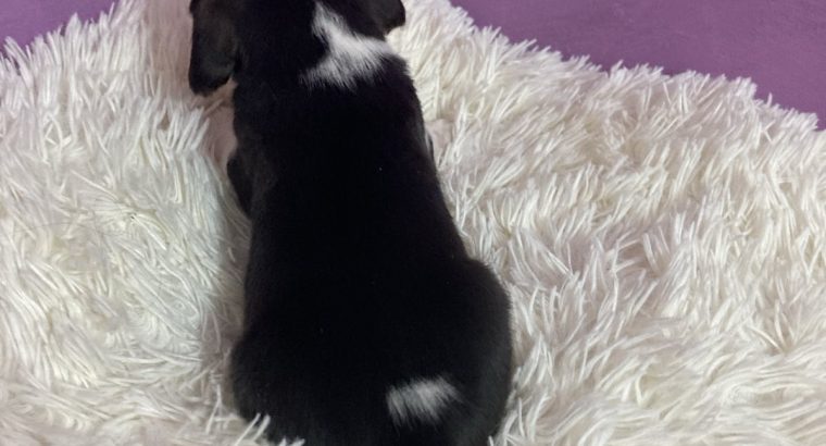 Beagle puppies for sale