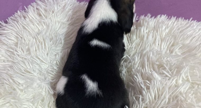 Beagle puppies for sale