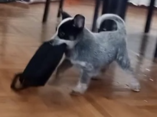Australian Cattle Dog puppies