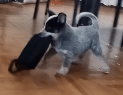 Australian Cattle Dog puppies