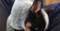 Australian Cattle Dog puppies