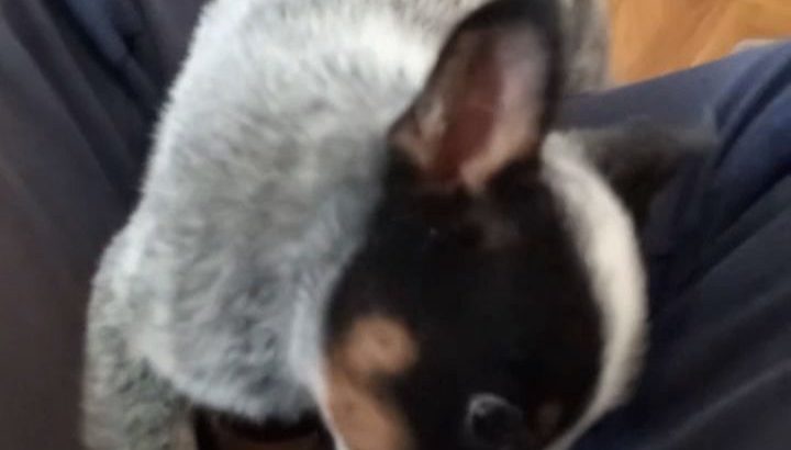 Australian Cattle Dog puppies