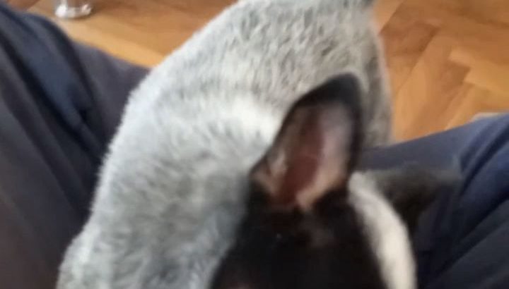 Australian Cattle Dog puppies