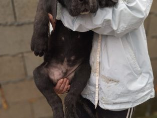 Bandog puppies for sale