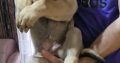Bandog puppies for sale