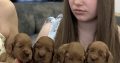 Cockapoo puppies for sale
