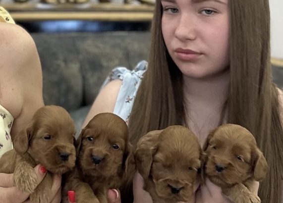 Cockapoo puppies for sale