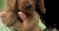 Cockapoo puppies for sale