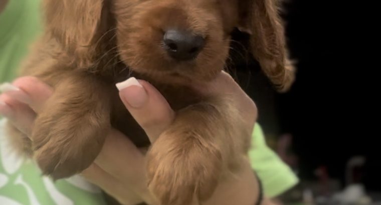 Cockapoo puppies for sale