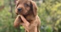 Cockapoo puppies for sale