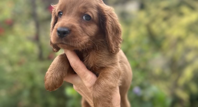 Cockapoo puppies for sale
