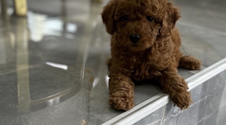 Toy and mini poodle puppies