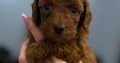 Toy and mini poodle puppies