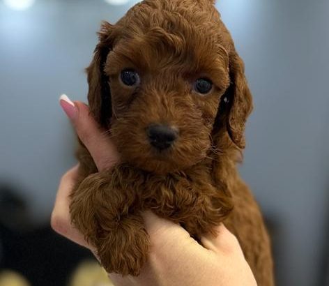 Toy and mini poodle puppies