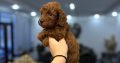 Toy and mini poodle puppies