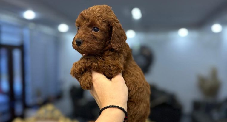 Toy and mini poodle puppies