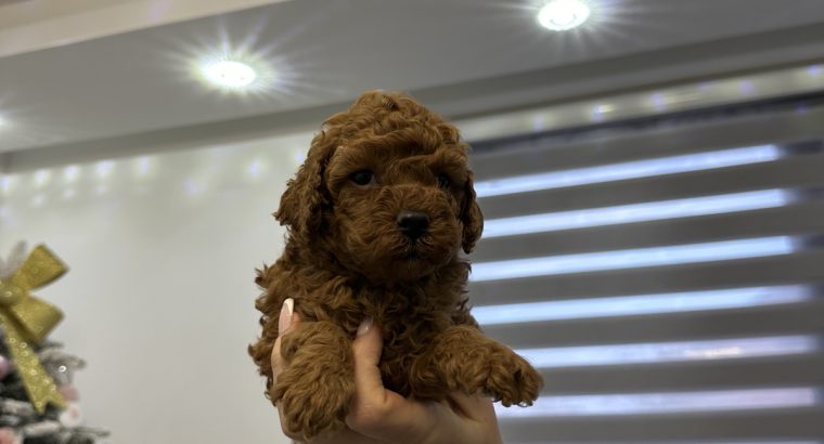 Toy and mini poodle puppies