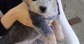 Australian Cattle Dog puppies