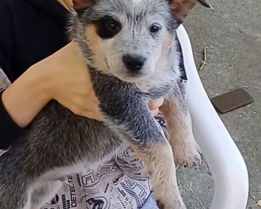 Australian Cattle Dog puppies
