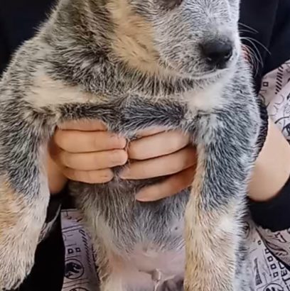 Australian Cattle Dog puppies