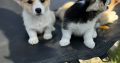 Welsh Corgi Pembroke puppies