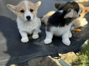 Welsh Corgi Pembroke puppies