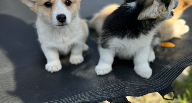Welsh Corgi Pembroke puppies