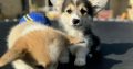 Welsh Corgi Pembroke puppies