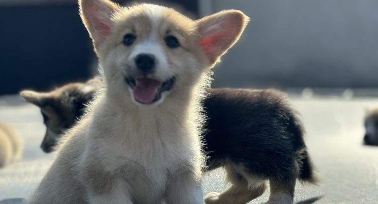 Welsh Corgi Pembroke puppies