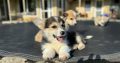 Welsh Corgi Pembroke puppies