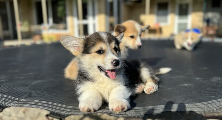 Welsh Corgi Pembroke puppies