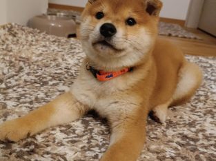 Shiba Inu puppies