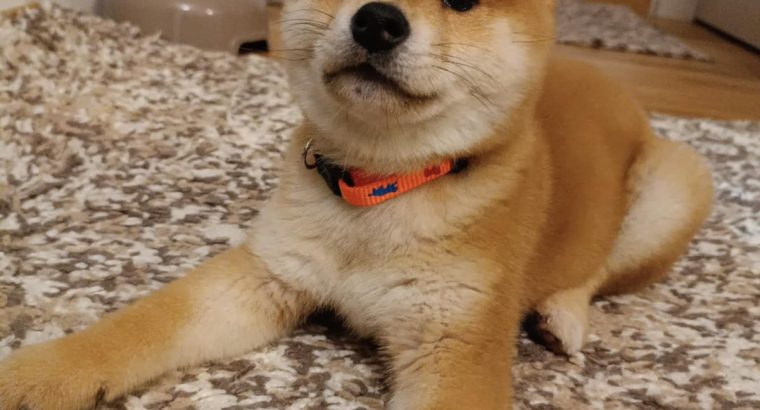 Shiba Inu puppies