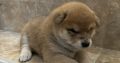 Shiba Inu puppies