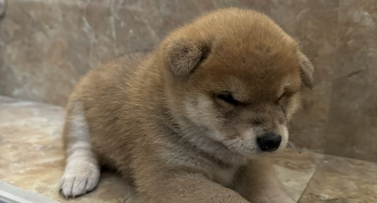 Shiba Inu puppies