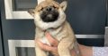 Shiba Inu puppies