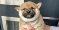 Shiba Inu puppies