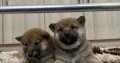 Shiba Inu puppies